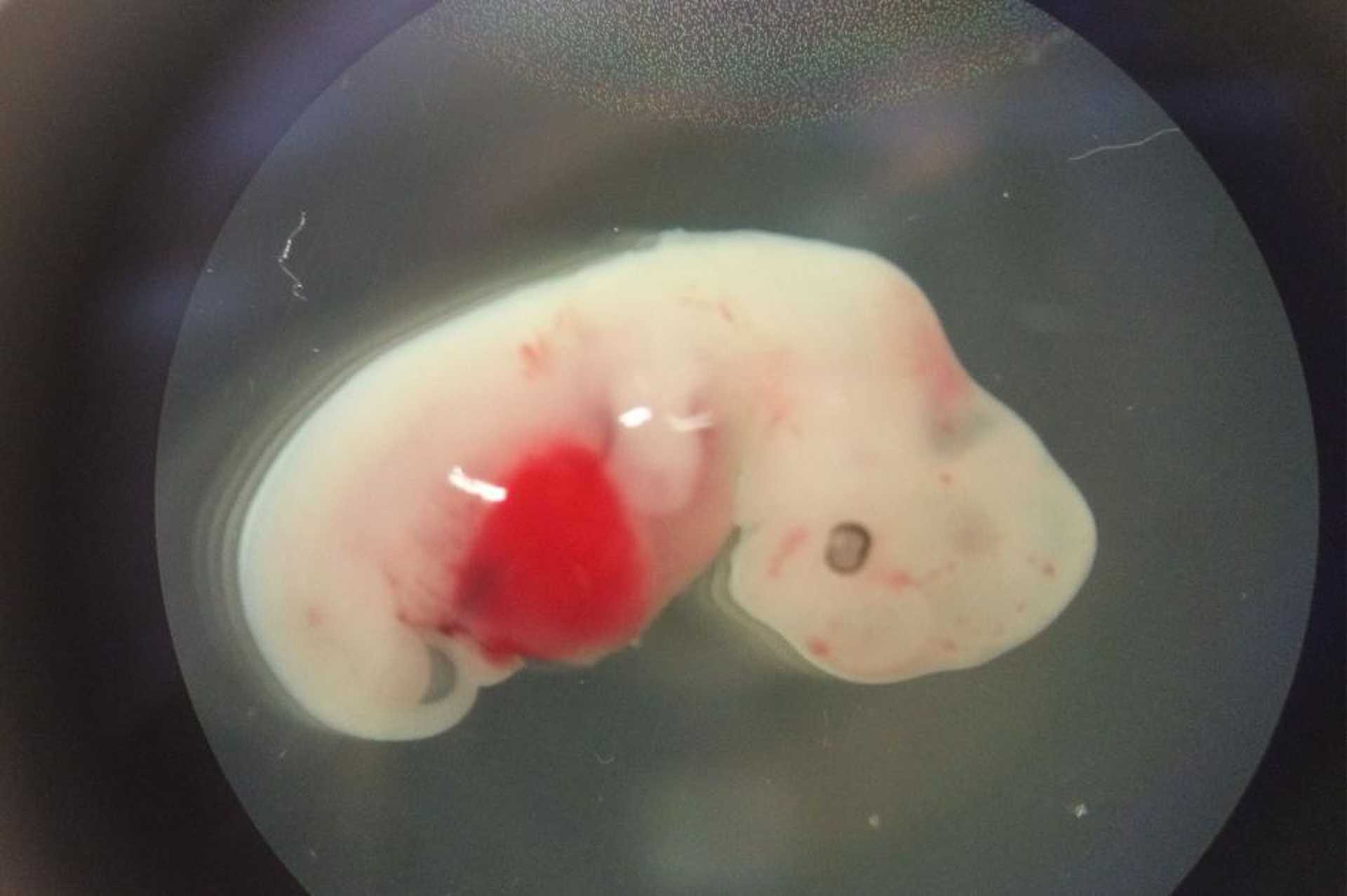 malachibrid