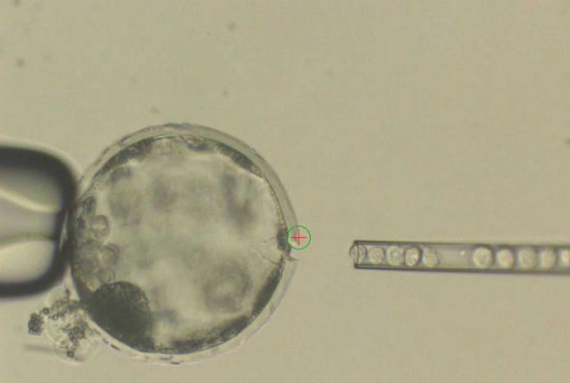 malachibrid