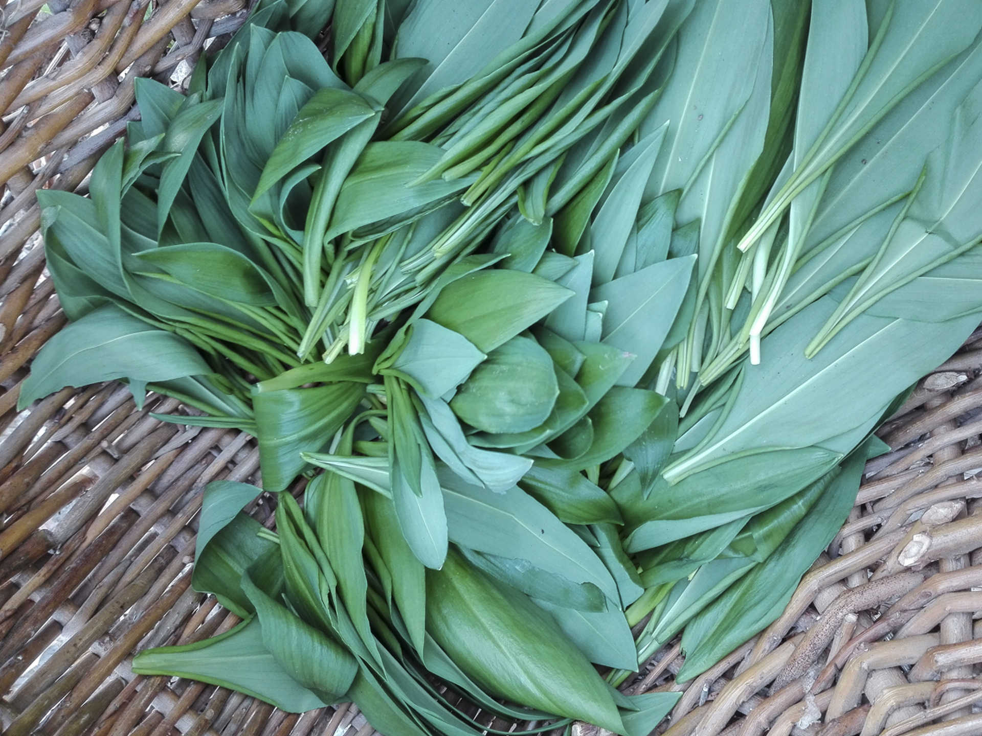 Medvehagyma