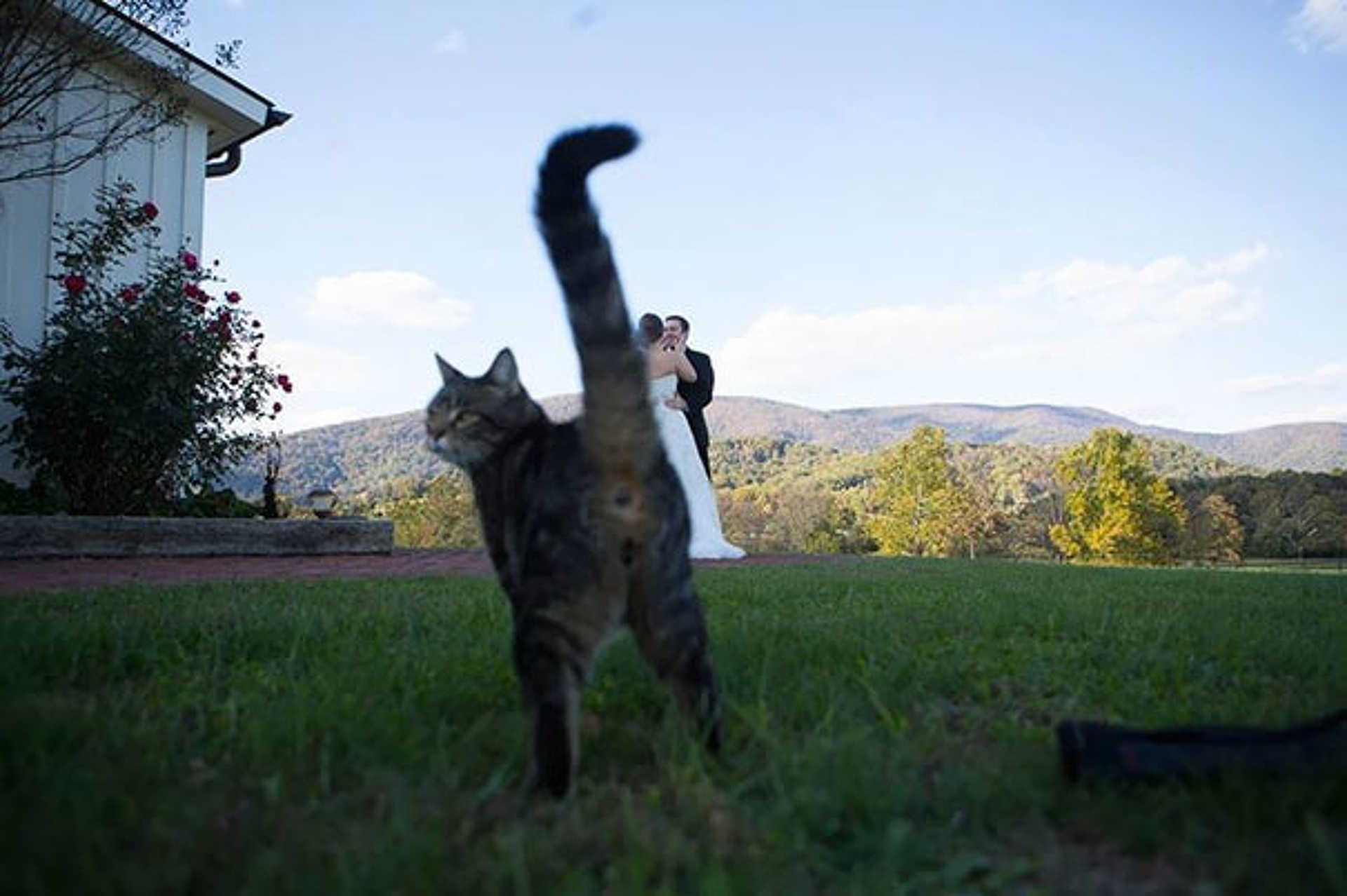 Photobomboló macskák