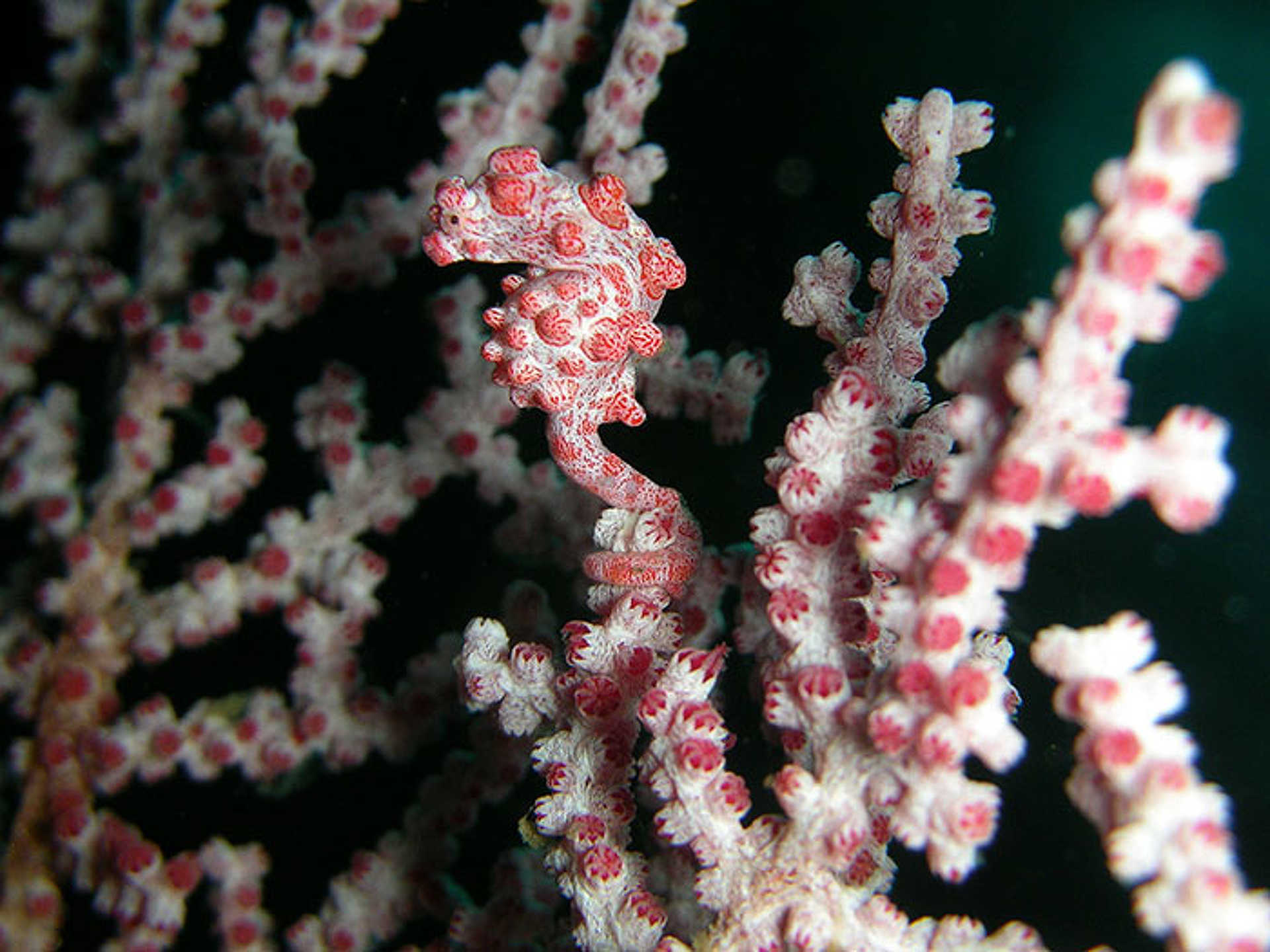 Pygmy csikóhal