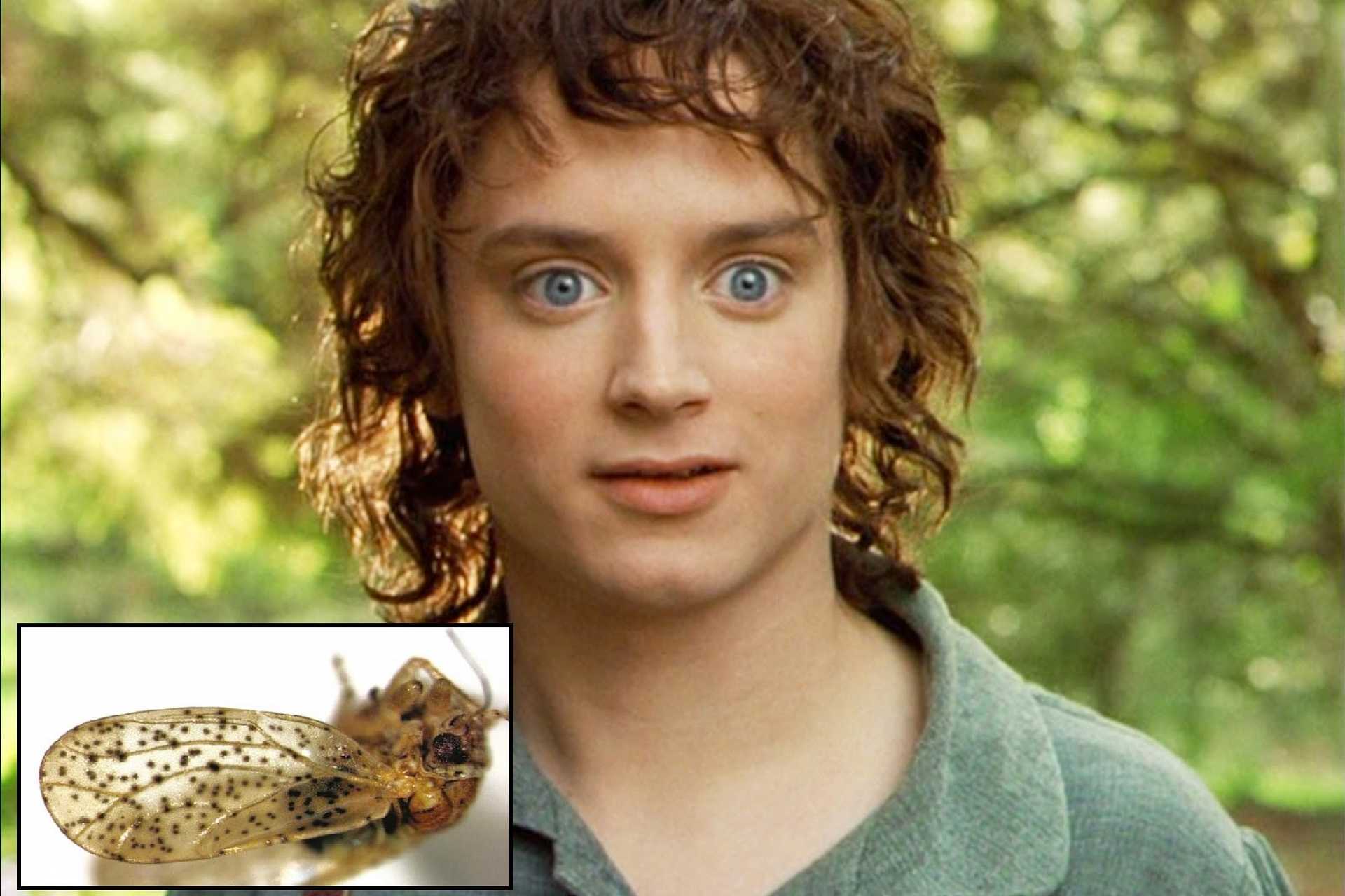 Frodó és a Psylla frodobagginsi