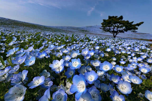 Hitachi Seaside Park