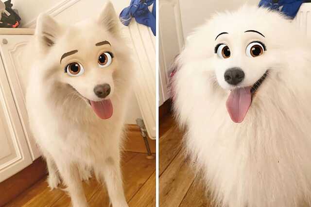 kutya filter
