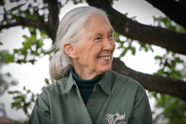 Jane Goodall