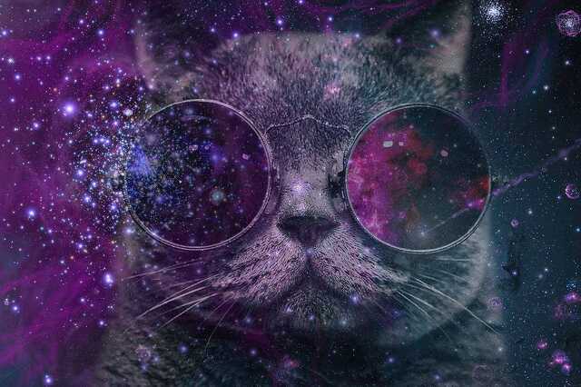 Hipszter galaxis macska