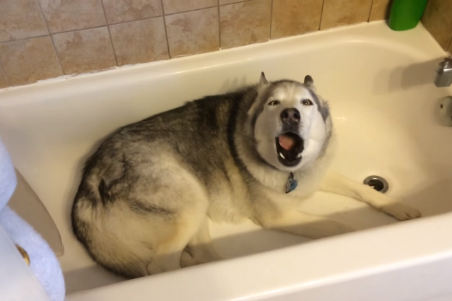 Hisztiző husky