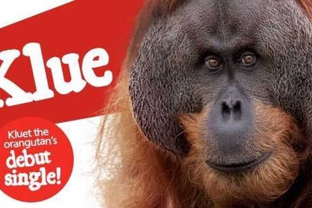 Kluet, az orangután