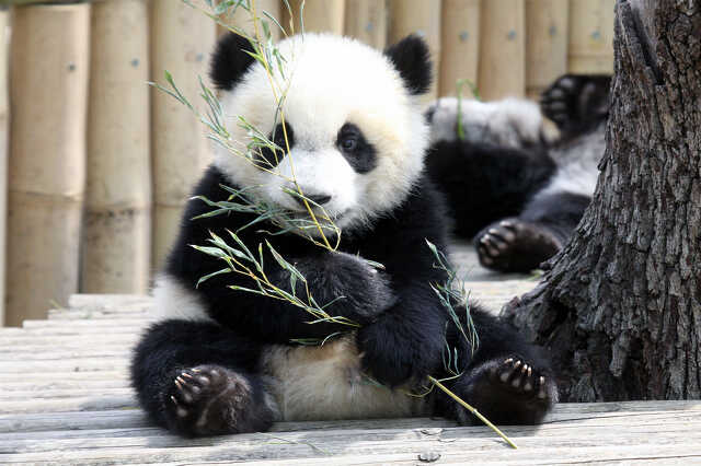 Panda