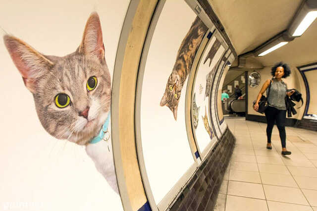 Macskás metró 