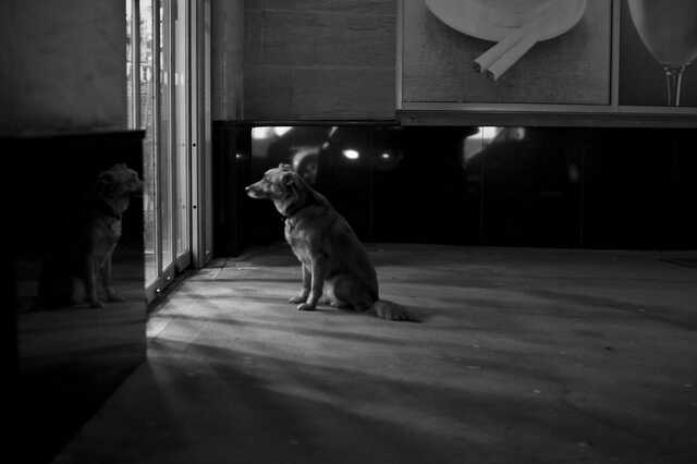 Dog waiting