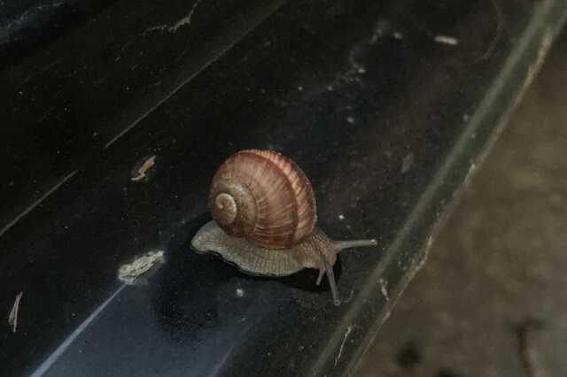 Migráncsiga