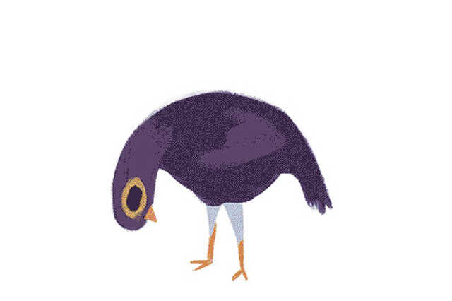 trash dove