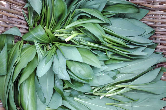 Medvehagyma