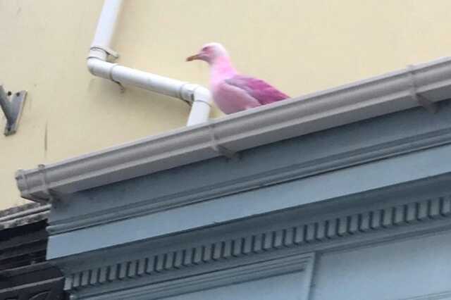 Pinky