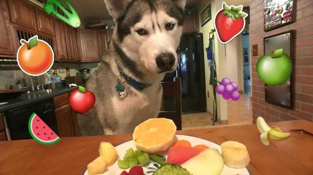 Vegetáriánus husky