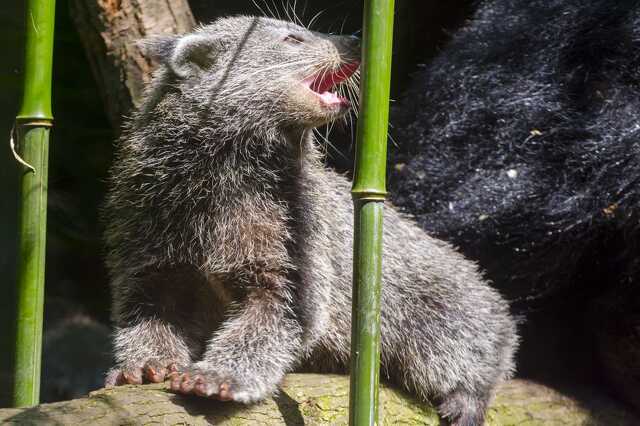 binturong