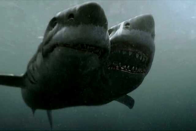 Shark
