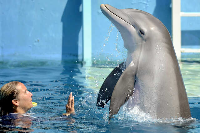 Delfines kaland 2