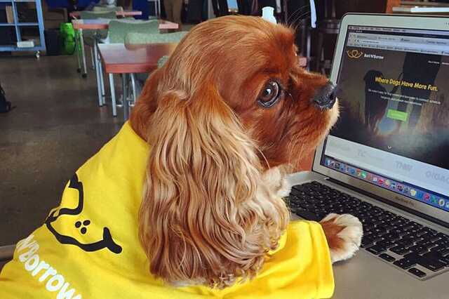 Bark'N'Borrow