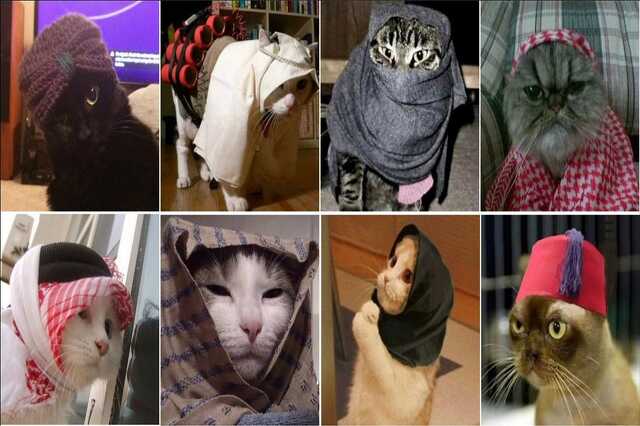 razzia macska