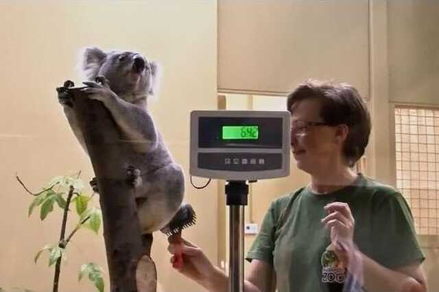 Koala gondozó